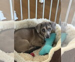 Small #4 Chiweenie