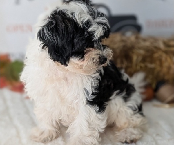 Medium Photo #16 ShihPoo Puppy For Sale in GOSHEN, IN, USA