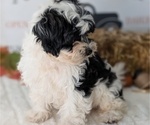 Small Photo #88 ShihPoo Puppy For Sale in GOSHEN, IN, USA