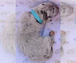 Great Dane Puppy for sale in MARSHVILLE, NC, USA