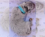Small Great Dane