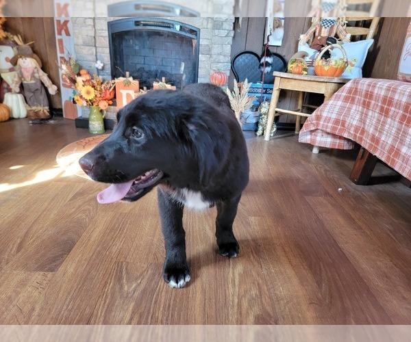 Medium Photo #10 Golden Mountain Dog Puppy For Sale in BLACK FOREST, CO, USA