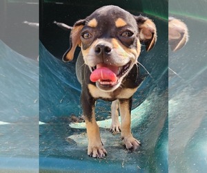 Chug Dogs for adoption in Wakefield, RI, USA