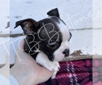 Small Photo #2 Boston Terrier Puppy For Sale in BUCHANAN, GA, USA