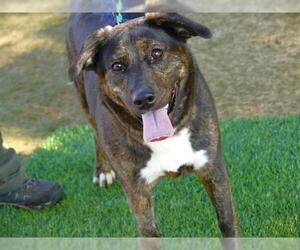 German Shepherd Dog-Plott Hound Mix Dogs for adoption in Tallahassee, FL, USA