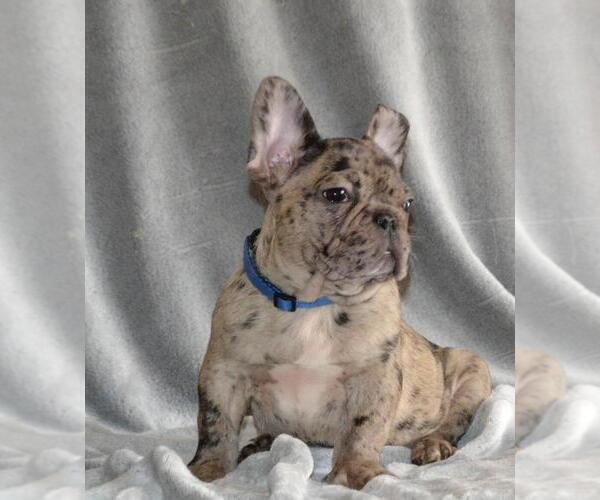 Medium Photo #2 French Bulldog Puppy For Sale in KATY, TX, USA