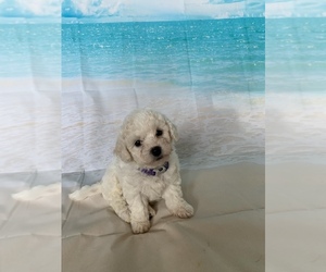 Bichon Frise Puppy for sale in ELDERWOOD, CA, USA