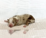 Small Photo #2 Miniature Australian Shepherd Puppy For Sale in LANDRUM, SC, USA