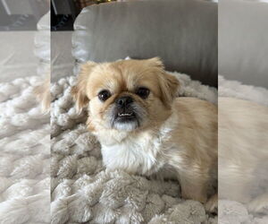 Pekingese Dogs for adoption in St. Louis Park, MN, USA