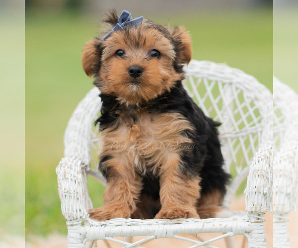 Medium Photo #8 Yorkshire Terrier Puppy For Sale in WARSAW, IN, USA