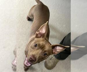 Feist Terrier-Unknown Mix Dogs for adoption in Newton, NC, USA