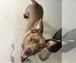 Small Feist Terrier Mix