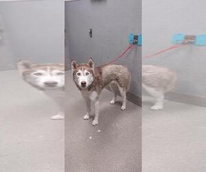 Huskies -Unknown Mix Dogs for adoption in Las Vegas, NV, USA