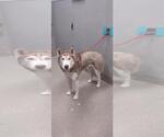 Small Huskies  Mix