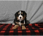 Small Photo #2 Bernedoodle (Miniature) Puppy For Sale in MILLERSBURG, OH, USA