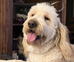 Small Photo #1 Goldendoodle Puppy For Sale in MADISONVILLE, TN, USA