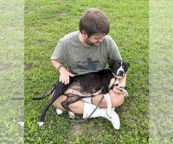 Medium Photo #2 Mutt Puppy For Sale in Abbeville, LA, USA