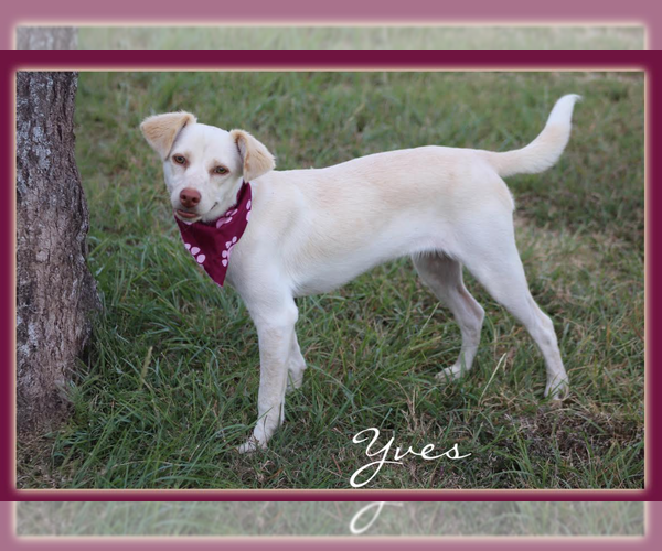 Medium Photo #1 Mutt Puppy For Sale in Cranston, RI, USA