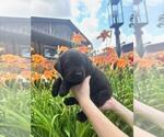 Small #2 Labrador Retriever