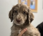 Puppy Frappe Aussiedoodle-Australian Shepherd Mix