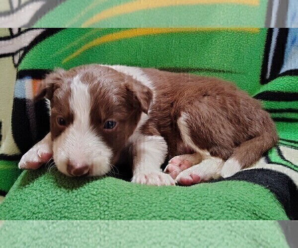 Medium Photo #2 Border Collie Puppy For Sale in NORBORNE, MO, USA