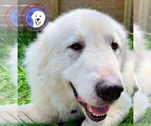 Great Pyrenees Dogs for adoption in Spring, TX, USA