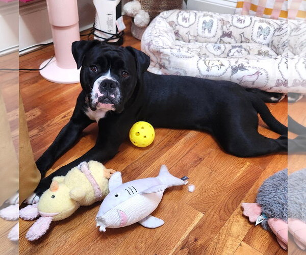 Medium Photo #2 American Bulldog Puppy For Sale in Rockville, MD, USA