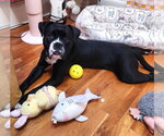Small #1 American Bulldog