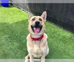 Small German Shepherd Dog Mix