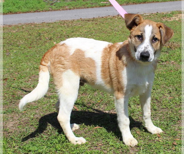 Medium Photo #2 Labrador Retriever-Unknown Mix Puppy For Sale in Prattville, AL, USA
