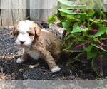 Small #1 Cavapoo-Poodle (Toy) Mix