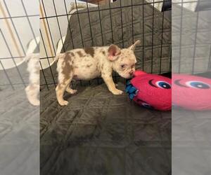 French Bulldog Puppy for sale in JUNCTION CITY, OR, USA