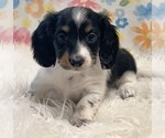 Small #1 Dachshund