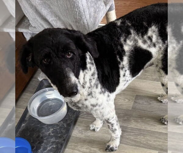 Medium Photo #2 Labrador Retriever-Unknown Mix Puppy For Sale in Batavia, OH, USA