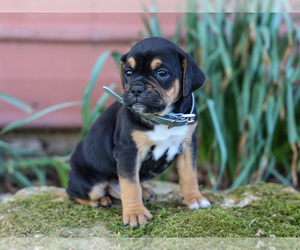 Jug-Treeing Walker Coonhound Mix Puppy for sale in LIBERTY, KY, USA