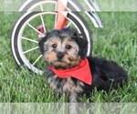 Image preview for Ad Listing. Nickname: Tucker