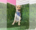 Small #1 Labrador Retriever Mix