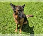 Small #6 German Shepherd Dog