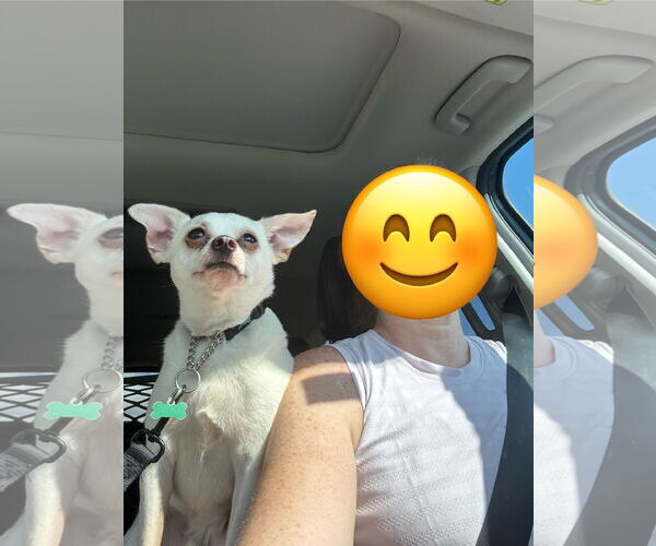 Medium Photo #7 Chihuahua Puppy For Sale in Orlando, FL, USA