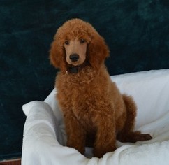 Poodle (Standard) Puppy for sale in TUSCUMBIA, AL, USA