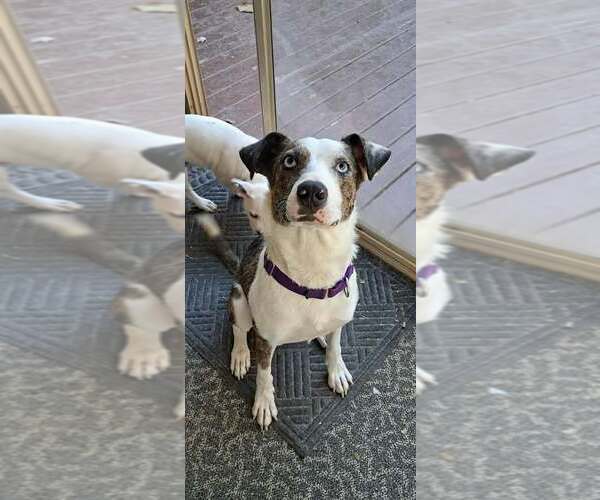 Medium Photo #12 Catahoula Leopard Dog-Unknown Mix Puppy For Sale in pomfret, CT, USA