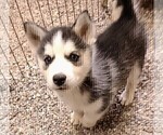 Small #3 Siberian Husky