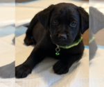 Small #2 Labrador Retriever Mix