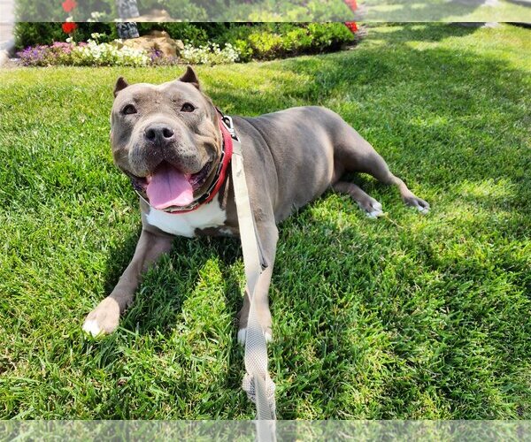 Medium Photo #2 American Staffordshire Terrier Puppy For Sale in Lake elsinore, CA, USA
