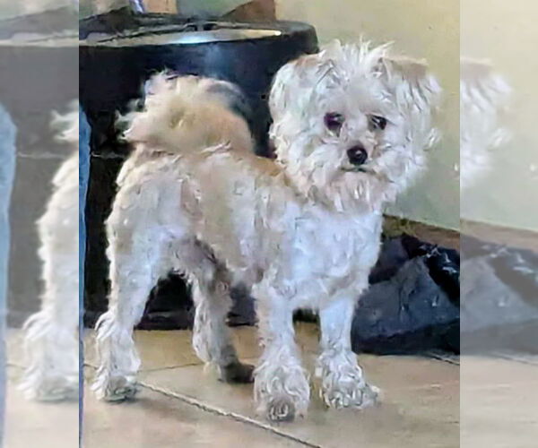 Medium Photo #4 Maltese-Unknown Mix Puppy For Sale in Westmont, IL, USA