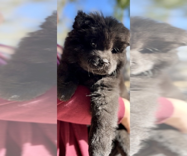 Medium Photo #1 Chow Chow Puppy For Sale in SAN BERNARDINO, CA, USA