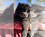 Small Photo #1 Chow Chow Puppy For Sale in SAN BERNARDINO, CA, USA