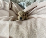 Puppy Puppy 3 Poodle (Miniature)