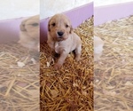 Small Photo #4 Golden Retriever Puppy For Sale in BROOKSTON, IN, USA
