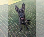 Small German Shepherd Dog